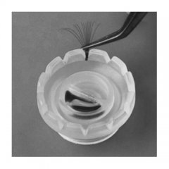 Easy Fan Cup F�cherhilfe von Cosmea Beauty 