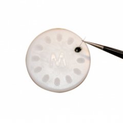 Kleberdosierer gro� von Mystery Lashes